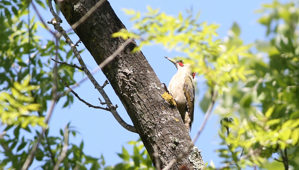 European Green Woodpecker