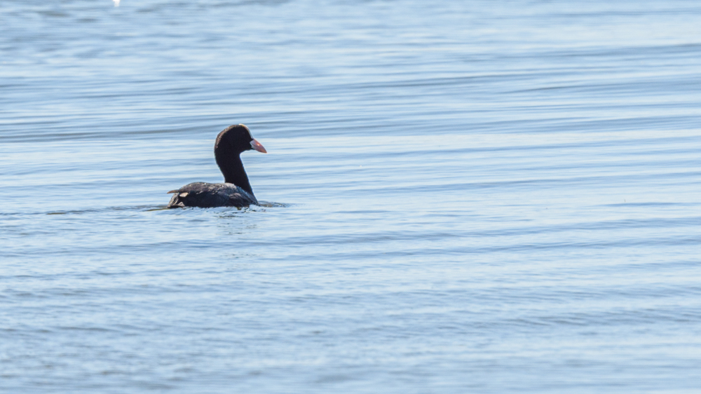 Eurasian Coot