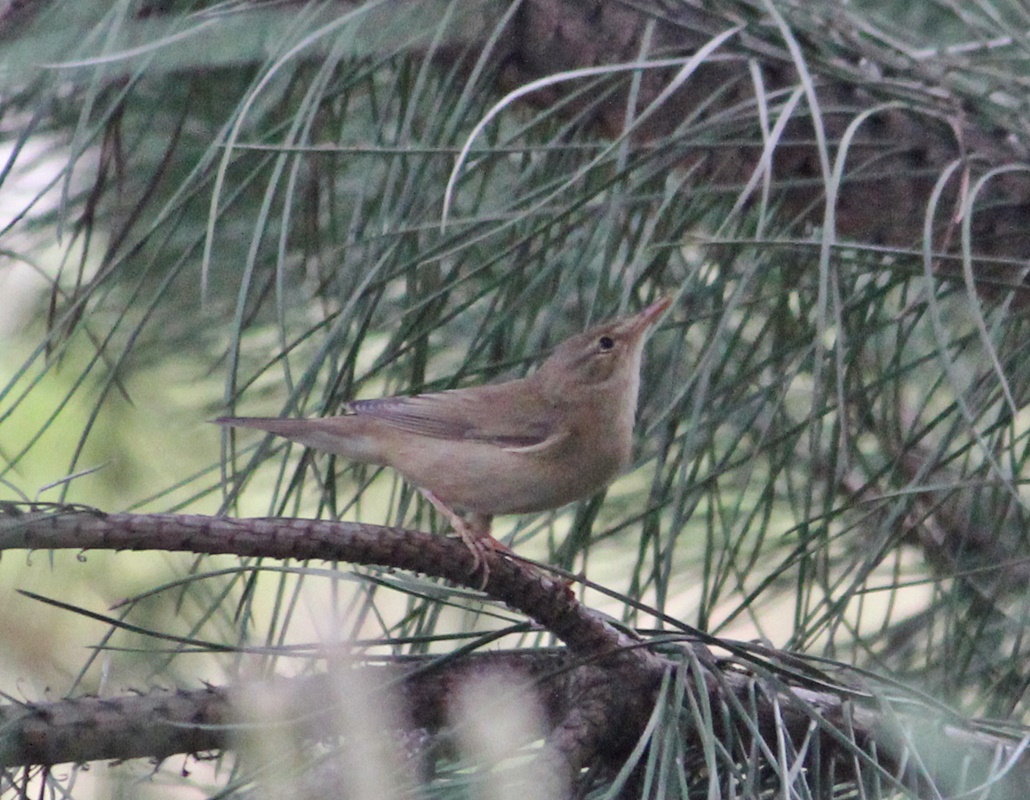 River Warbler