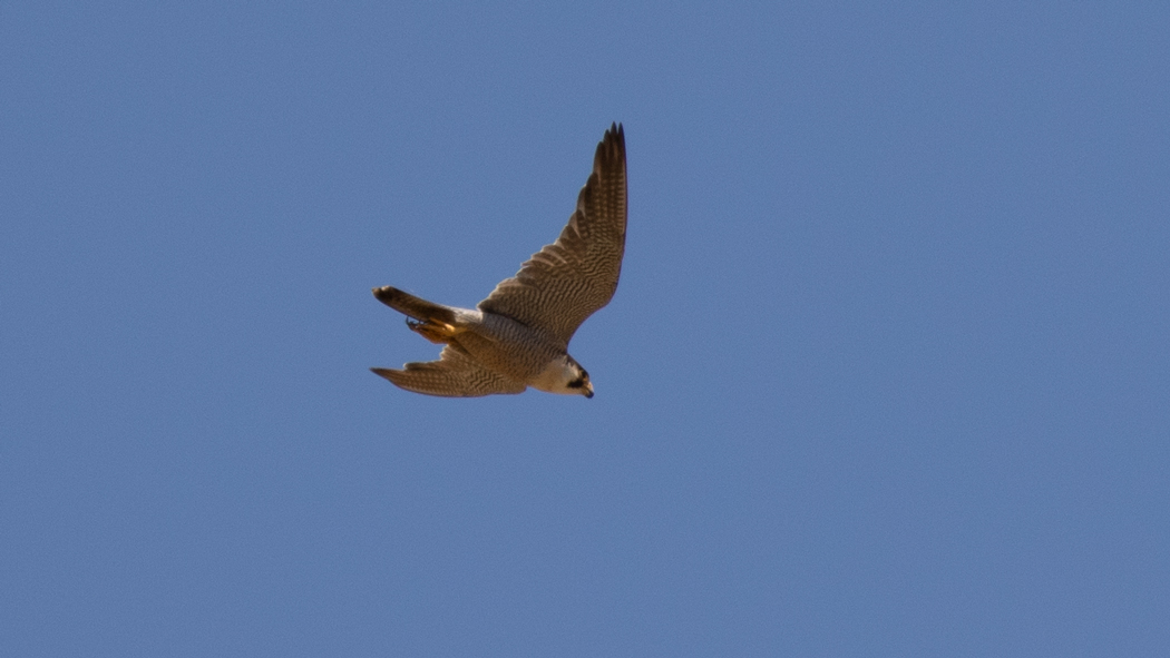 Peregrine Falcon