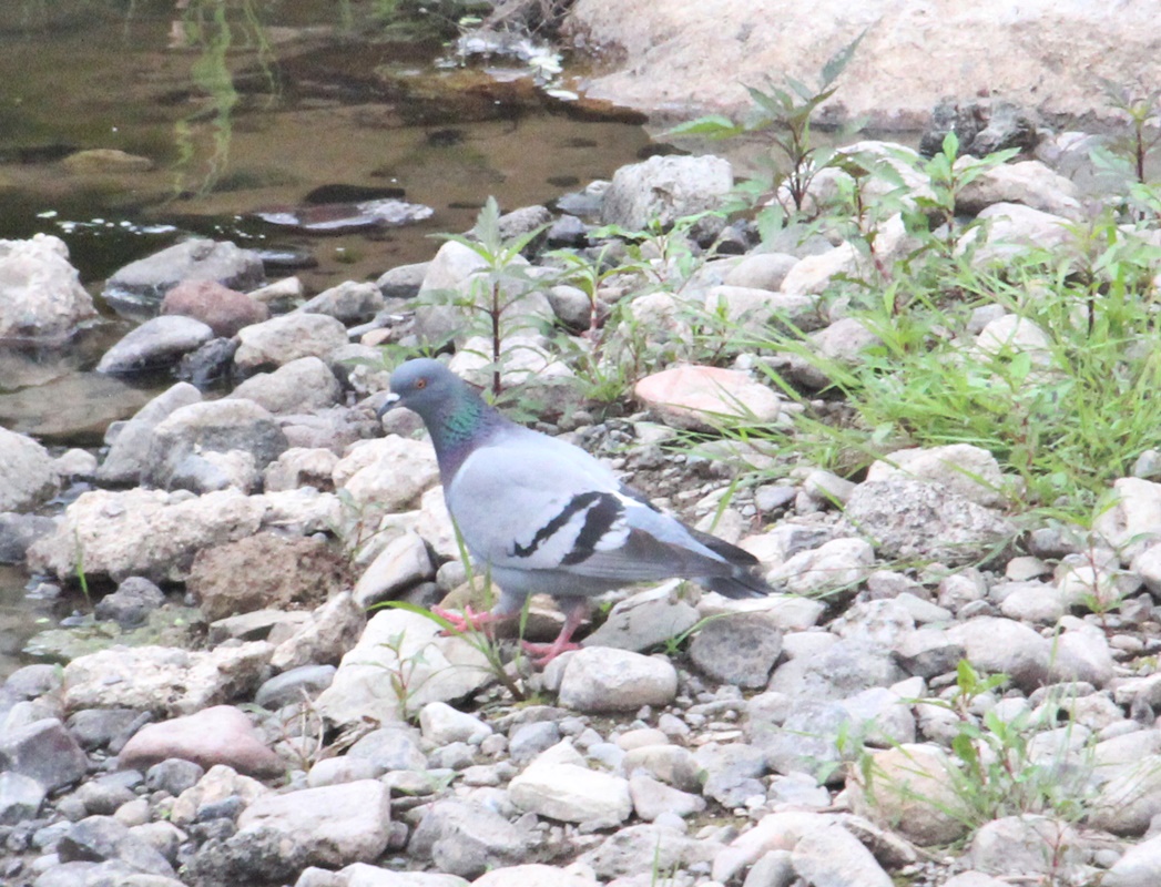 Rock Dove