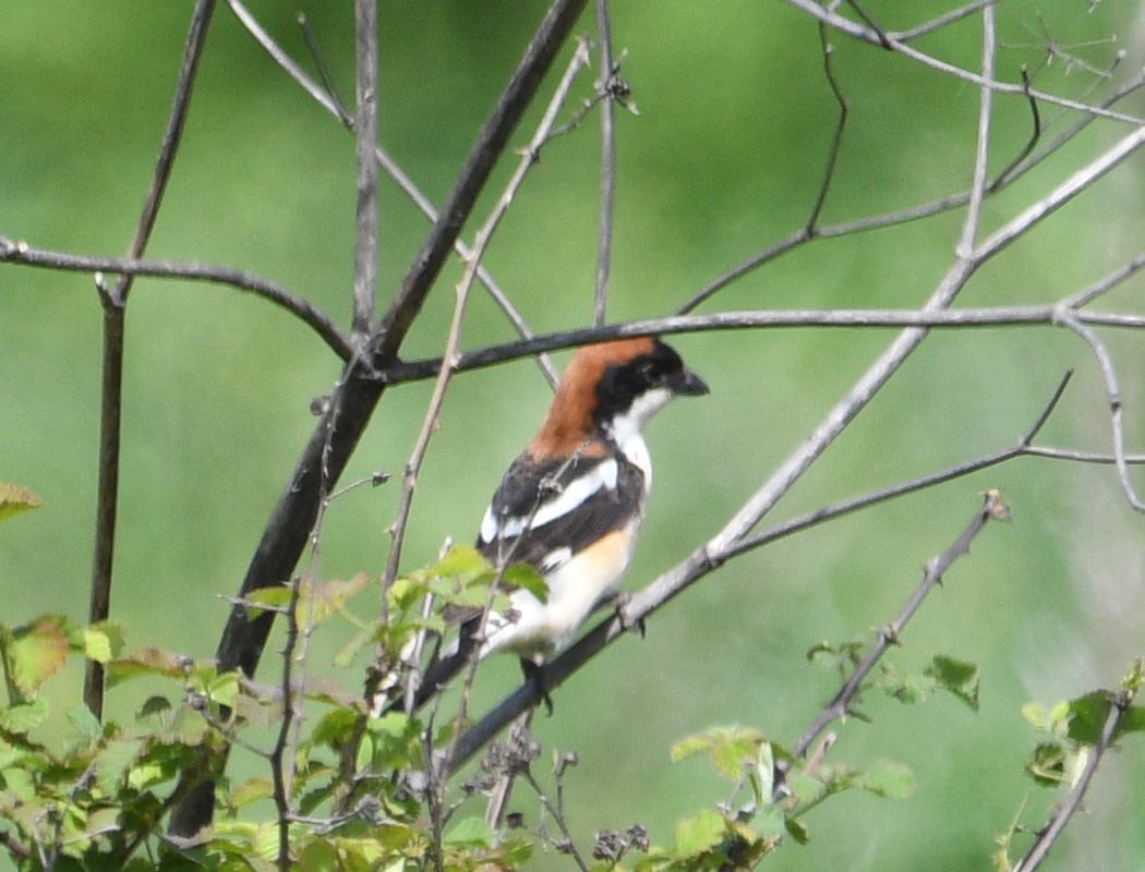 Woodchat Shrike