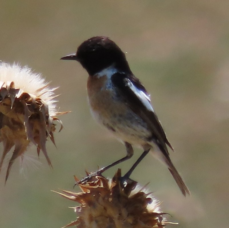 European Stonechat