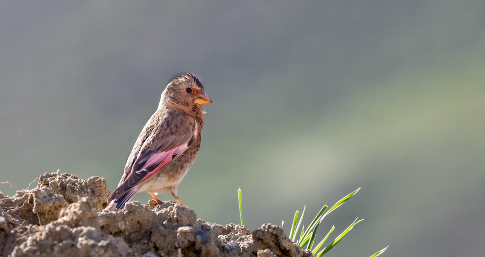 Crimson-winged Finch