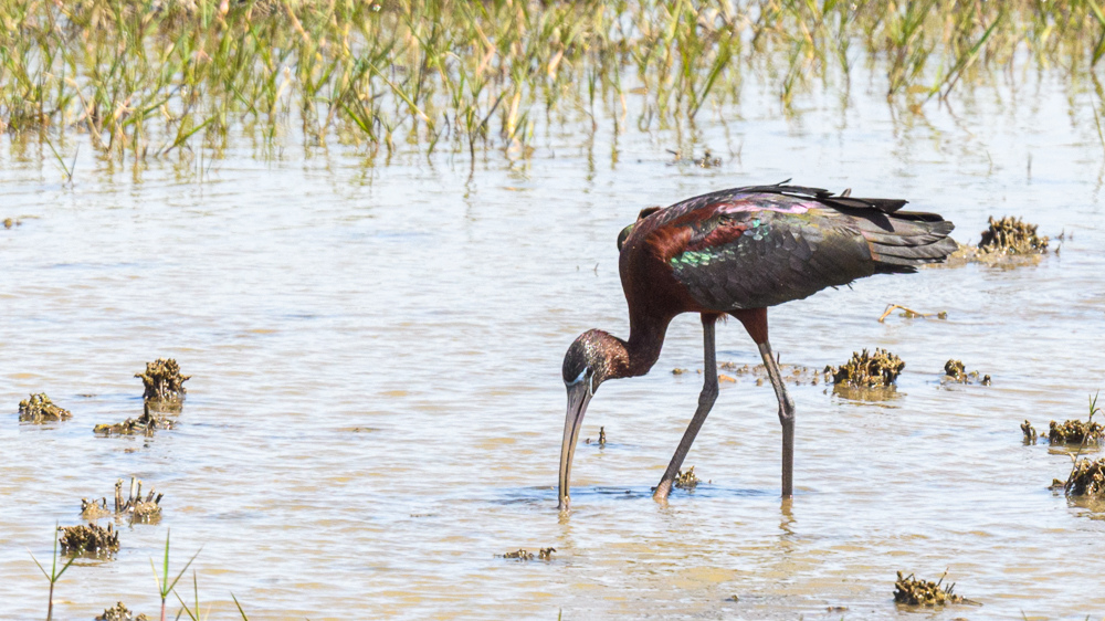Glossy Ibis