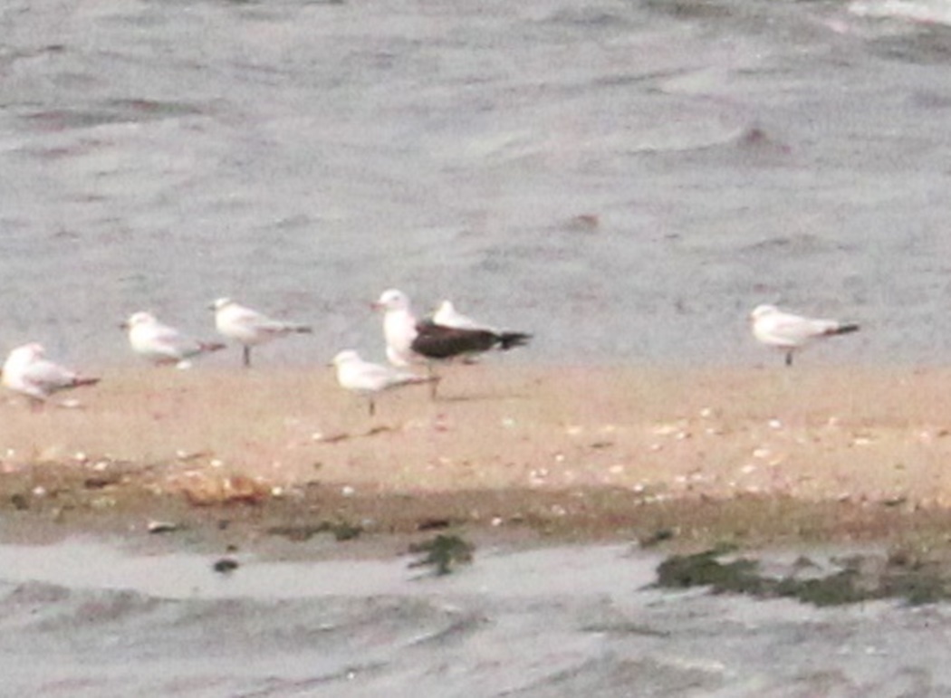 Lesser Black-backed Gull