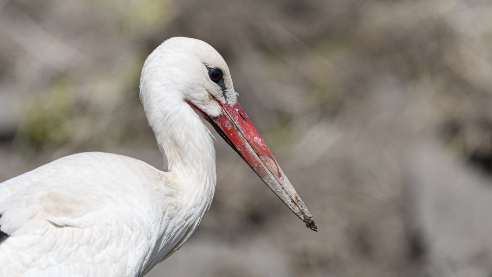 White Stork