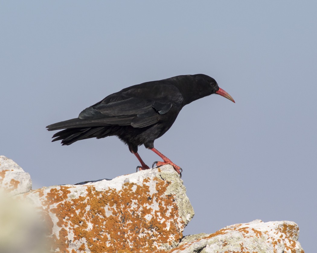 Red-billed Chough