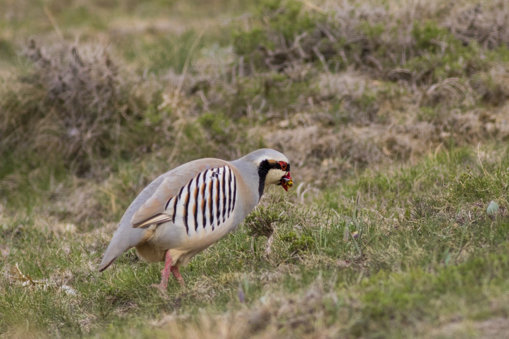 Chukar Partridge