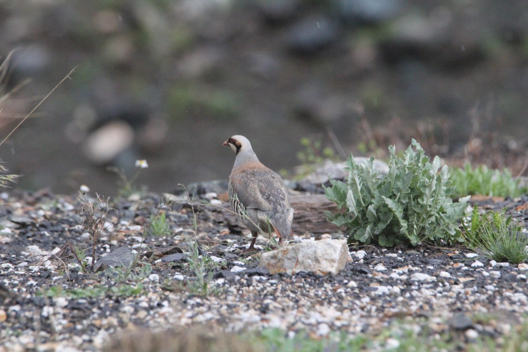 Chukar Partridge