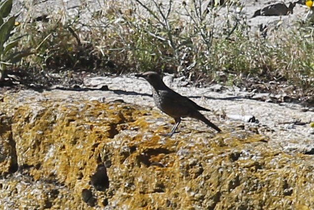 Blue Rock Thrush