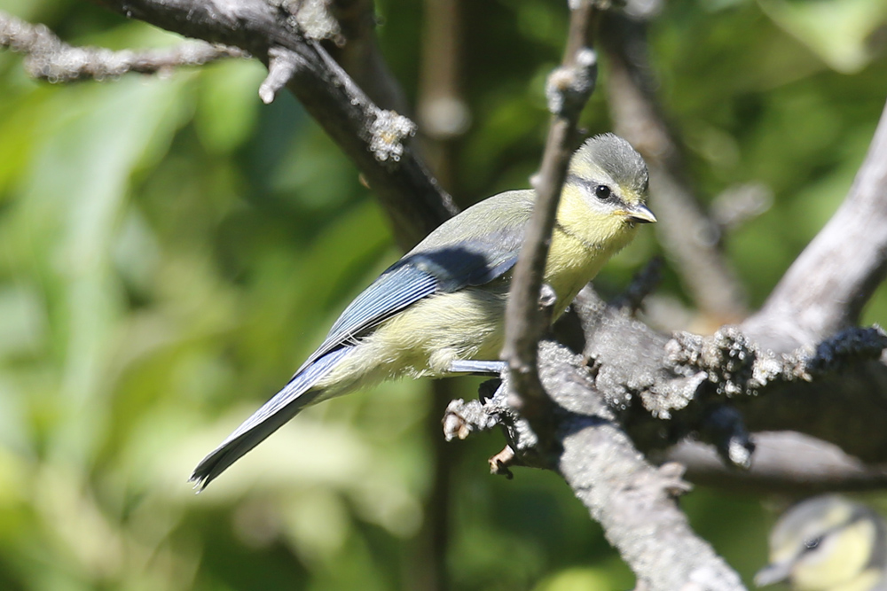 Eurasian Blue Tit