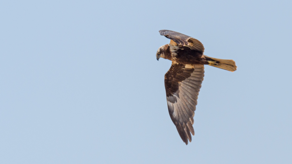 Western Marsh Harrier