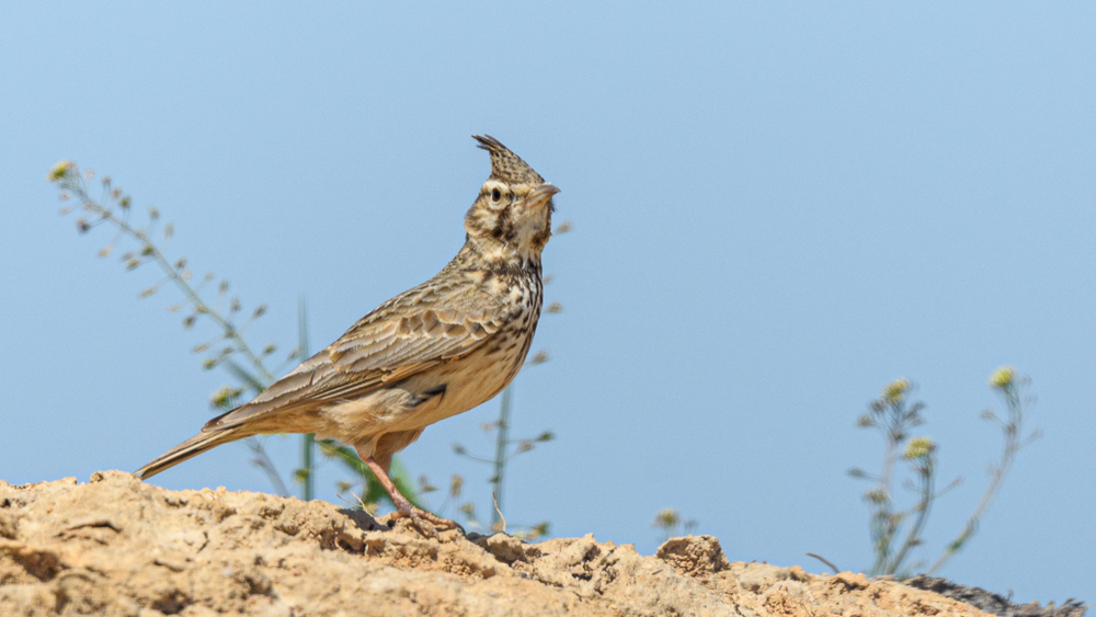 Crested Lark