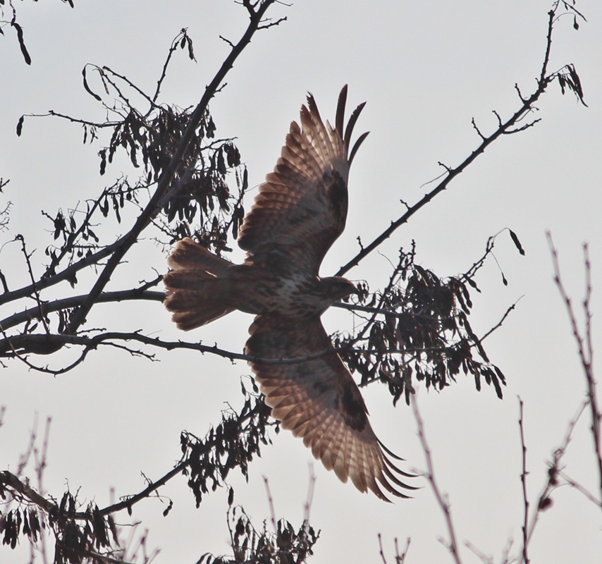 Common Buzzard