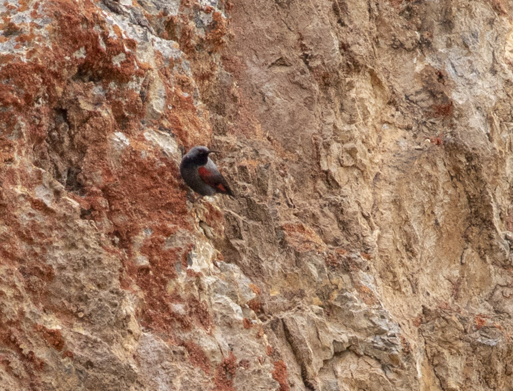 Wallcreeper