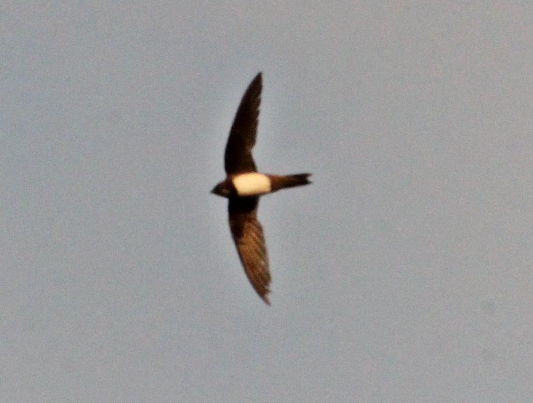Akkarınlı ebabil