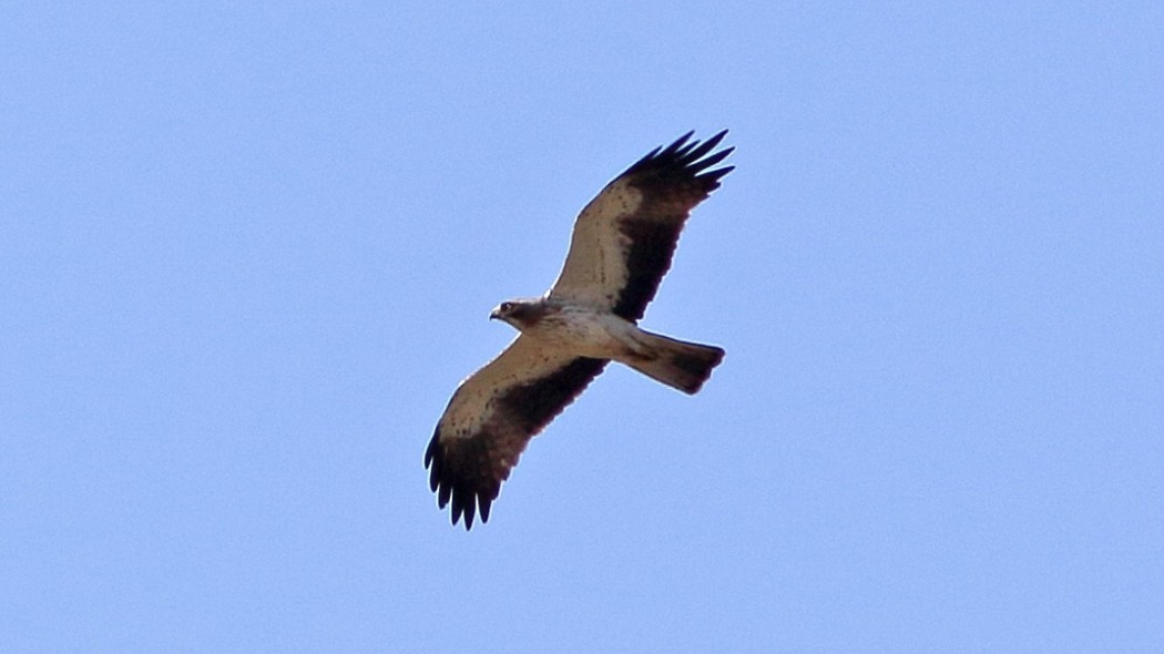 Küçük kartal