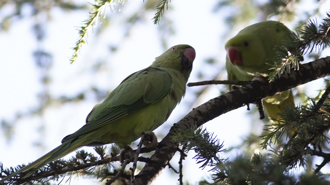Rose-ringed Parakeet