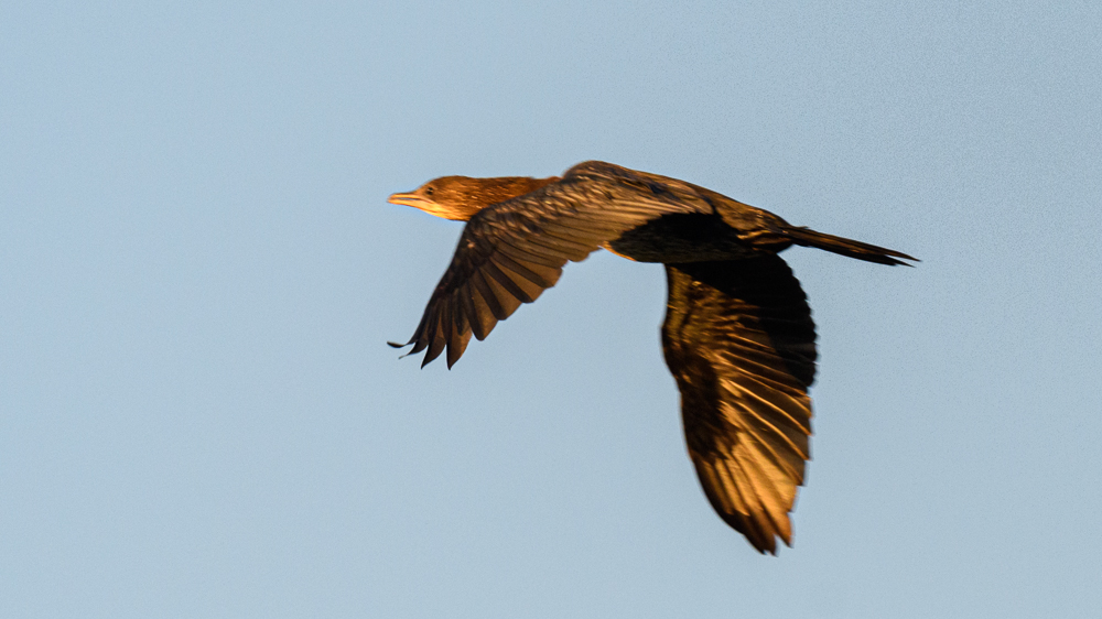 Pygmy Cormorant