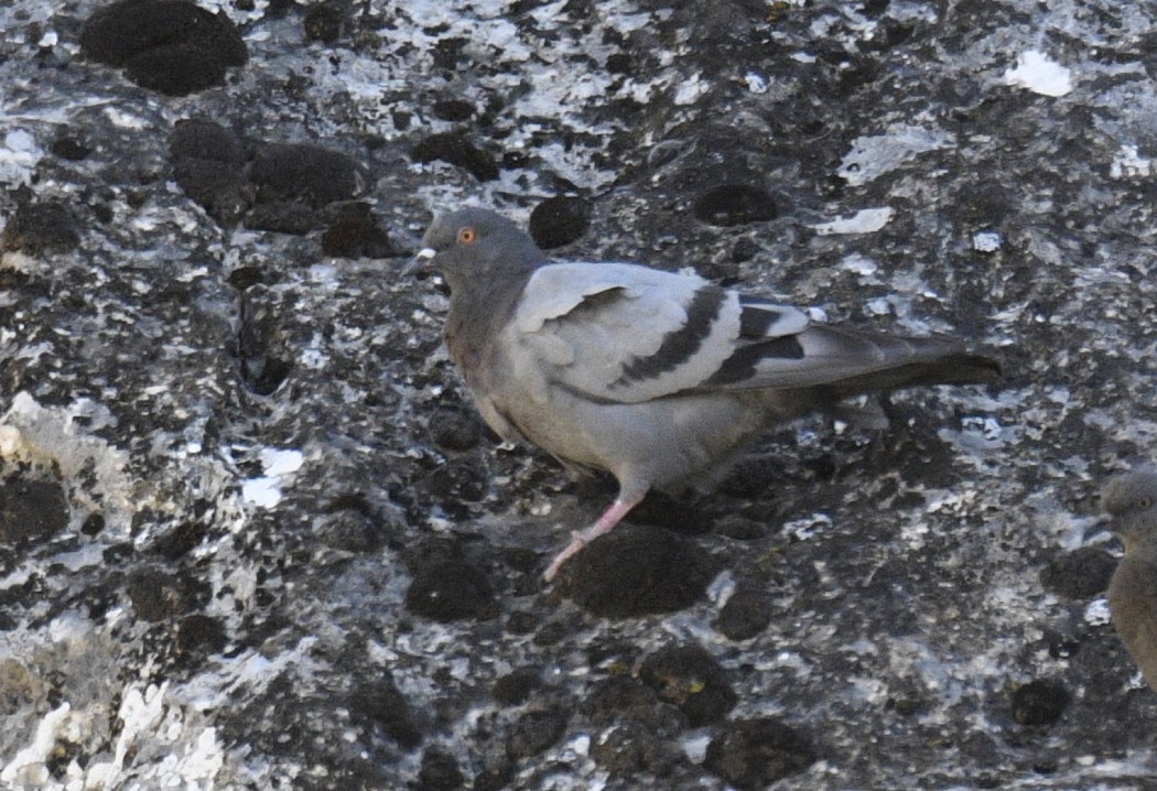 Rock Dove