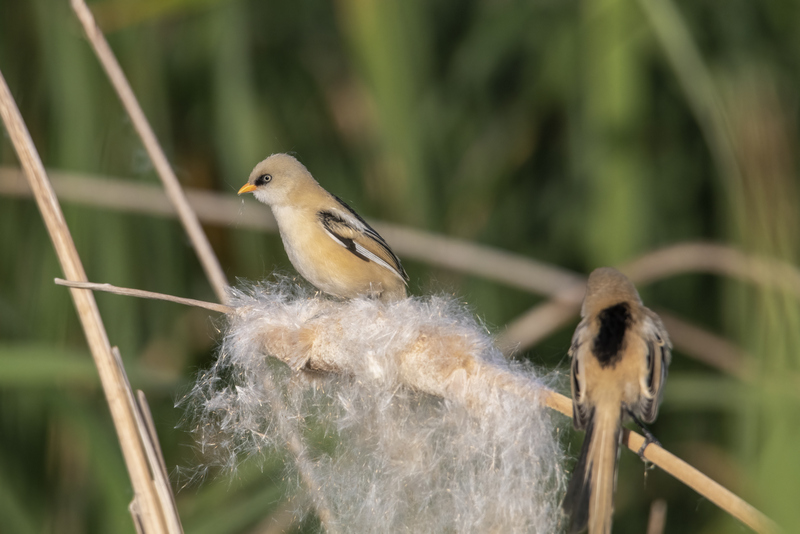 Bearded Reedling