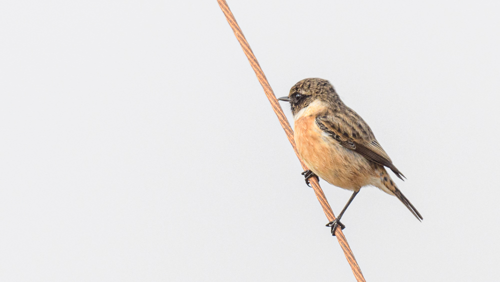 European Stonechat