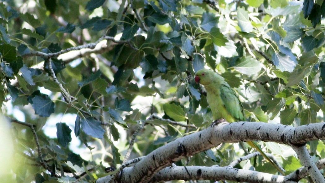 Rose-ringed Parakeet