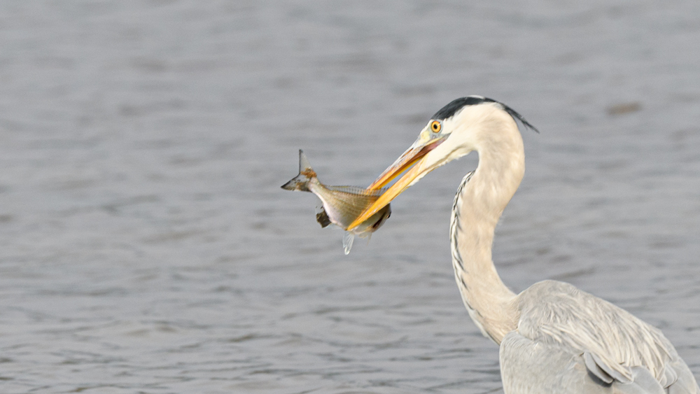 Grey Heron