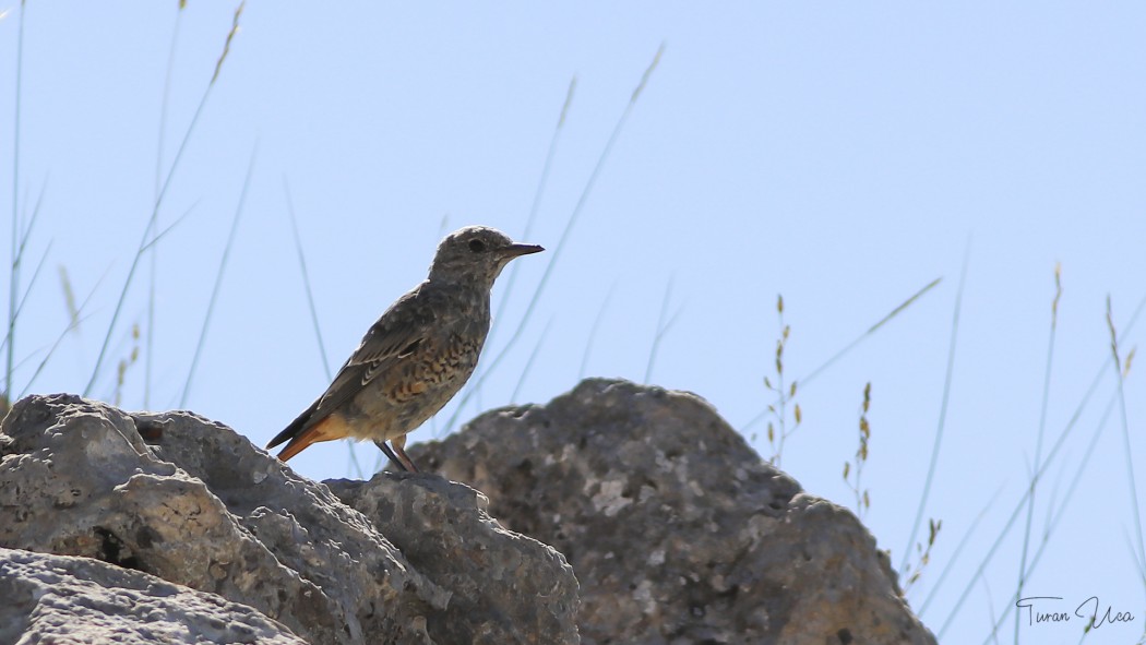 Common Rock Thrush
