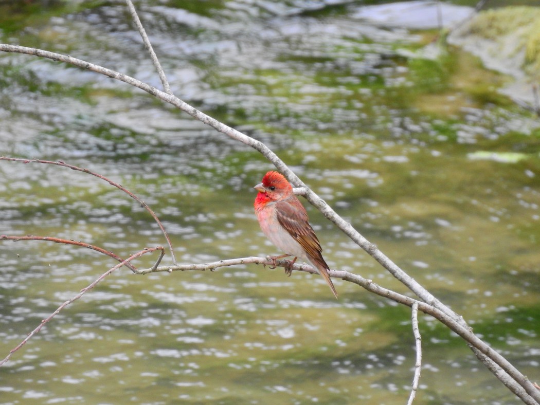 Common Rosefinch