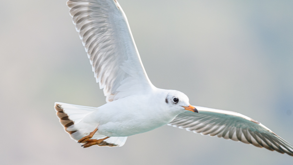 Black-headed Gull