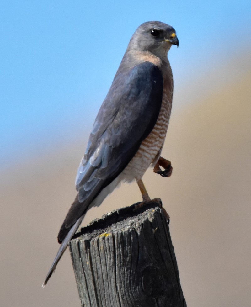 Levant Sparrowhawk