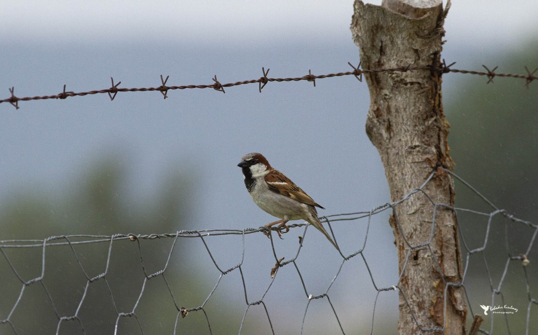 House Sparrow