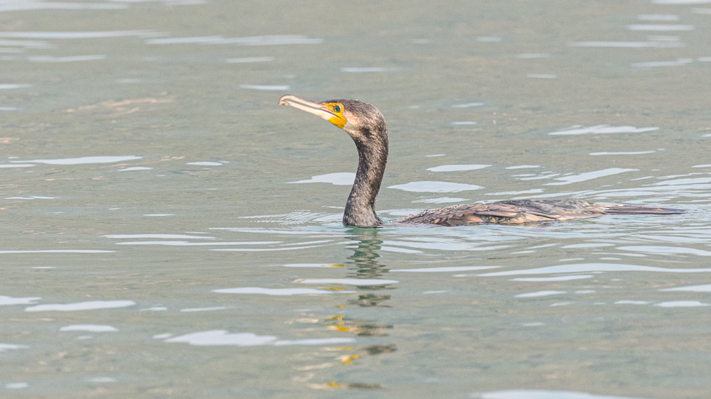 Great Cormorant