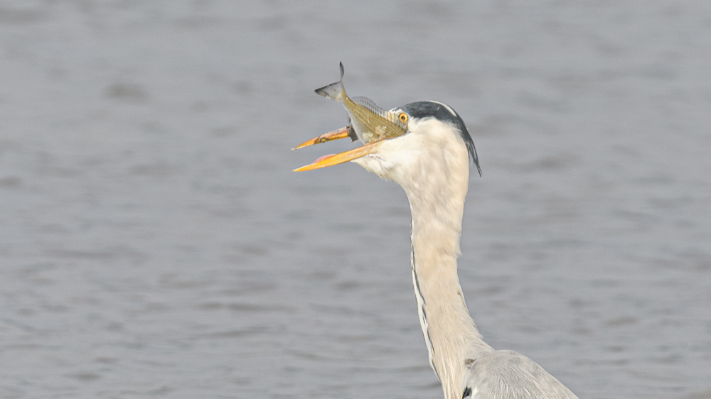 Grey Heron