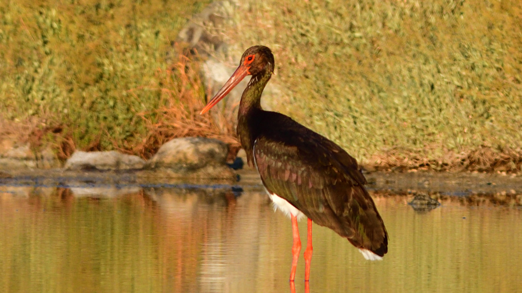 Black Stork