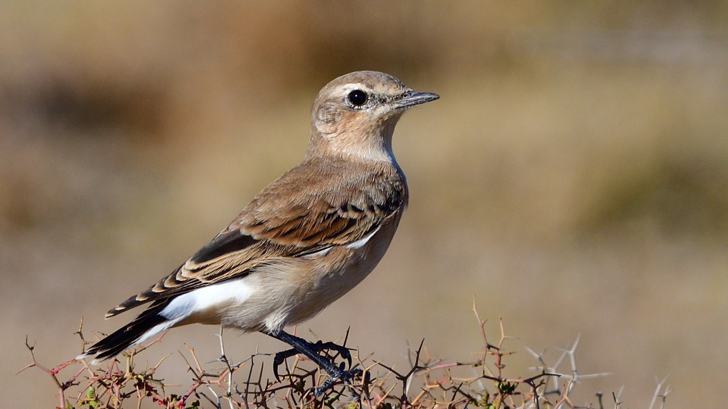 Northern Wheatear