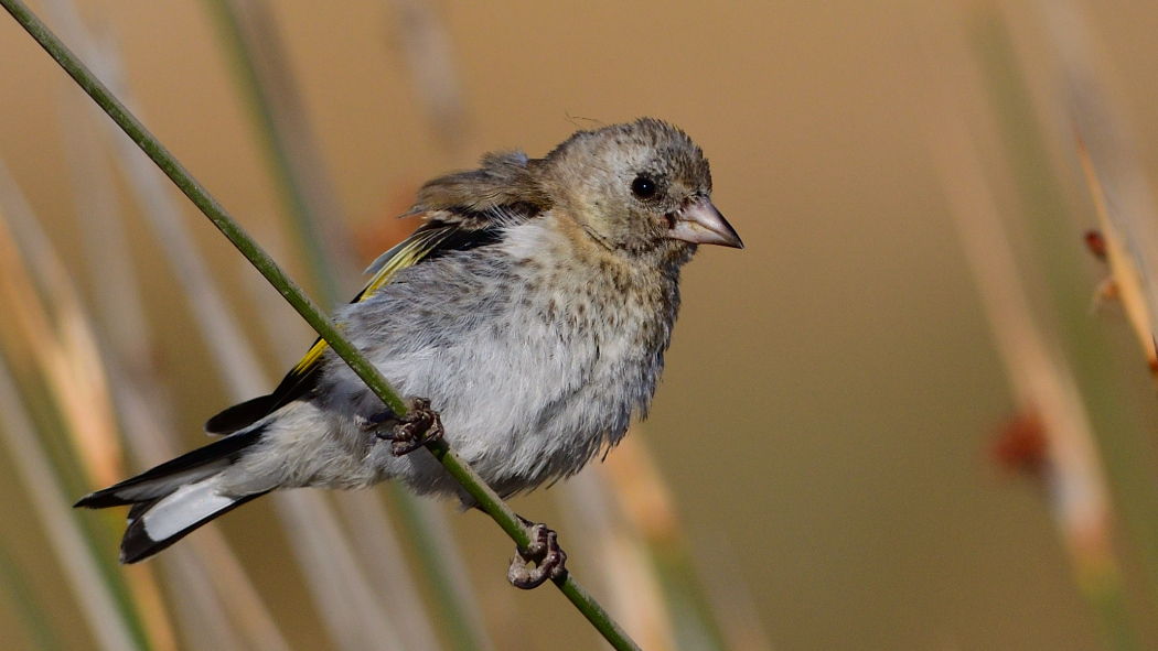 European Goldfinch