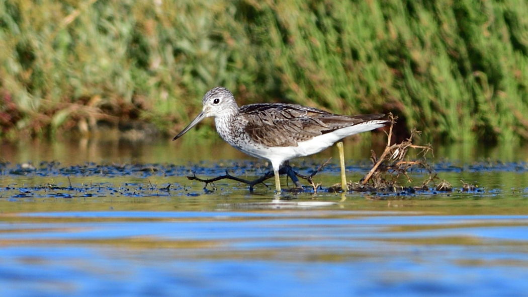 Common Greenshank