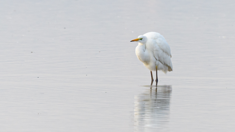 Great Egret