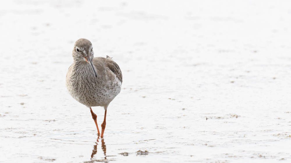 Common Redshank