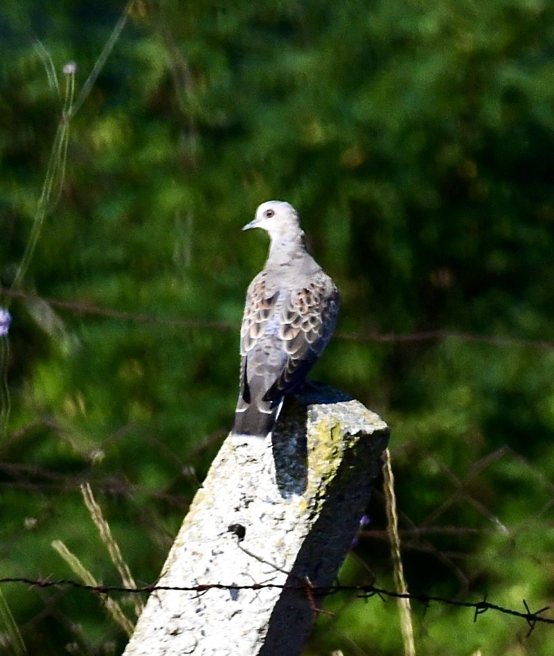 European Turtle Dove