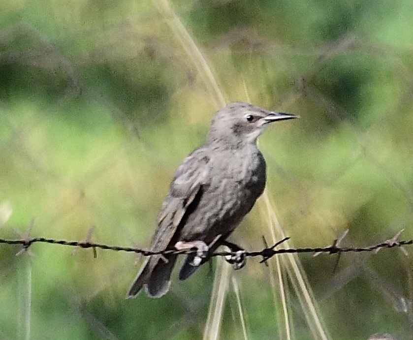 Common Starling