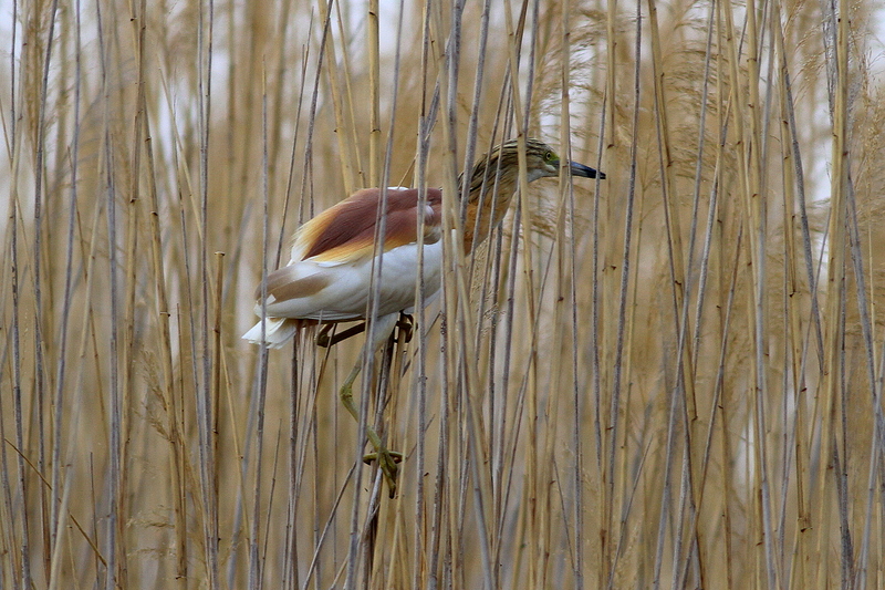 Squacco Heron
