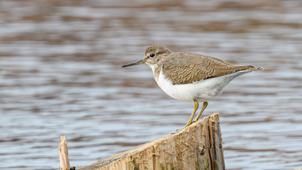 Common Sandpiper