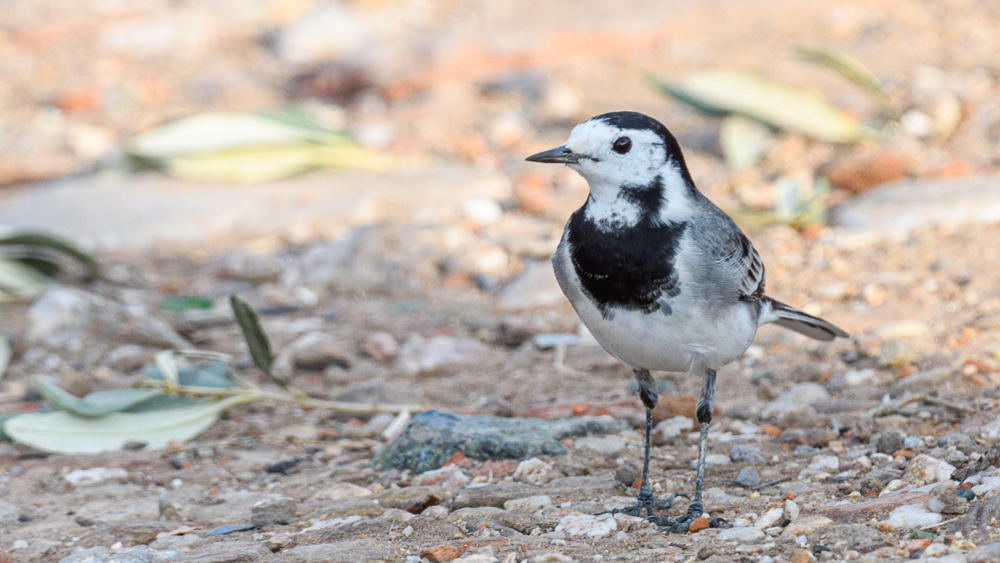 White Wagtail