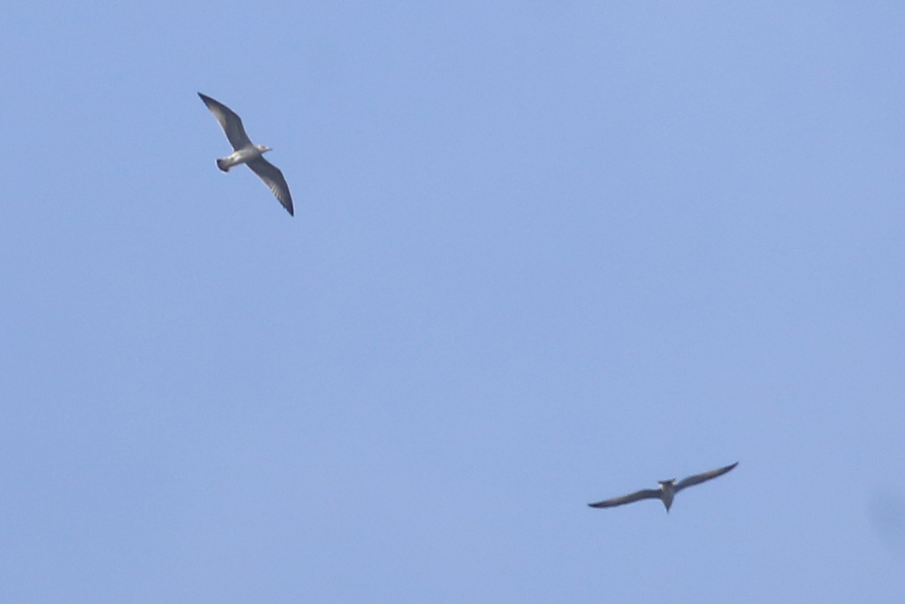 Yellow-legged Gull