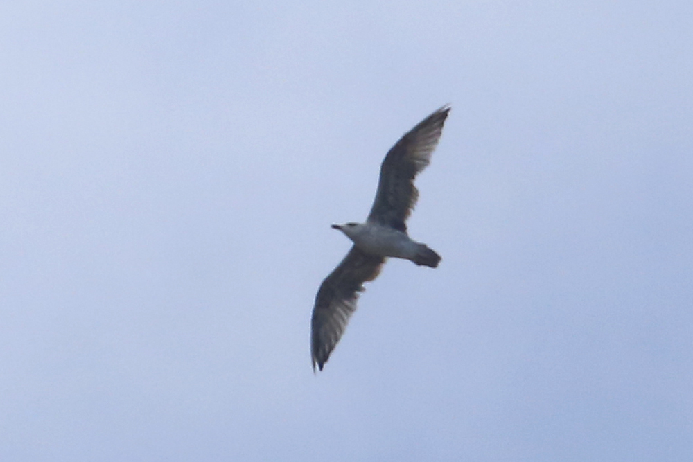 Yellow-legged Gull