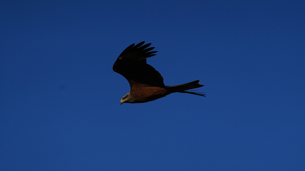 Black Kite